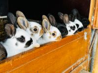 Kaninchen Jungtiere Abzugeben! Rheinland-Pfalz - Buchholz (Westerwald) Vorschau