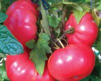 Caspian Pink Tomaten Nr. 10, sehr stabile Tomaten Bayern - Mettenheim Vorschau