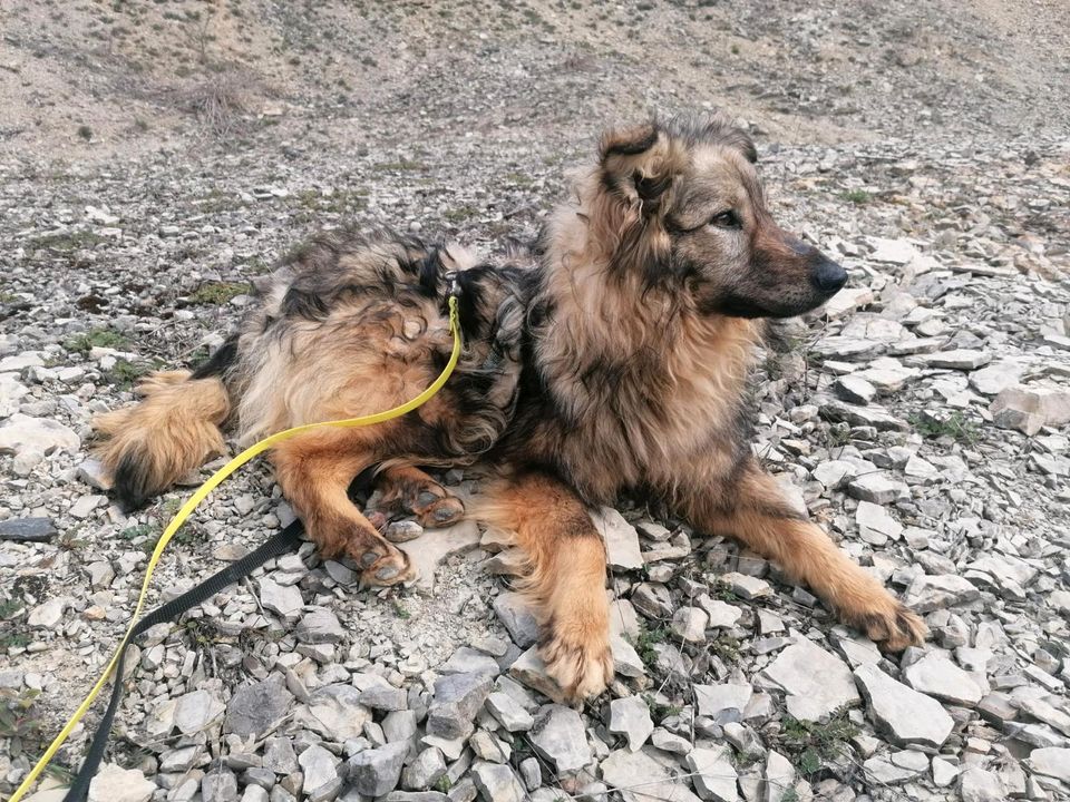 Marje - ein Herzenshund sucht ein Zuhause  ( Hund ) in Dransfeld