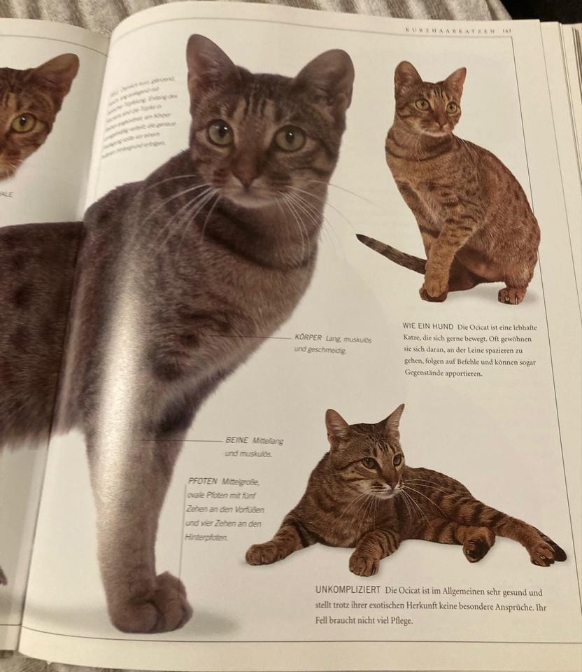 Verkaufe ein neues wunderschönes Katzenbuch über Rassen in Fehrbellin