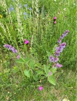 15 Samen Quirlblütiger Salbei, Blühstreifen, Naturgarten, Bienen Bayern - Baldham Vorschau