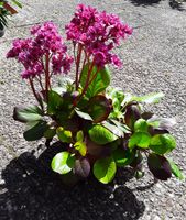 Bergenia, Bergenie, Dickblatt, Pflanzen, Stauden, Winterhart rosa Wandsbek - Hamburg Jenfeld Vorschau