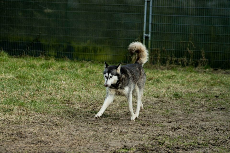 Aika - Huskyhündin sucht ihr zu Hause in Bremervörde