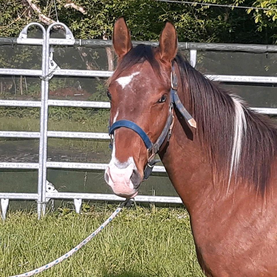 Paint horse wallach 2 jährig in Schmiedehausen