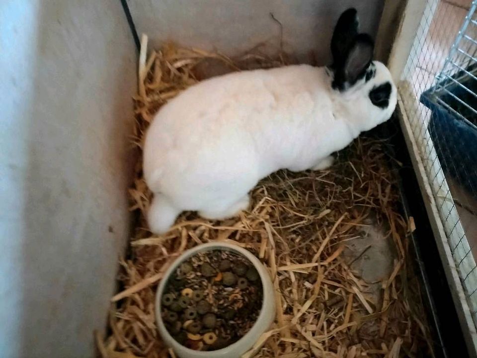 Hasen, Hasenstall Zubehör sind geimpft in Hohenfelde bei Kiel