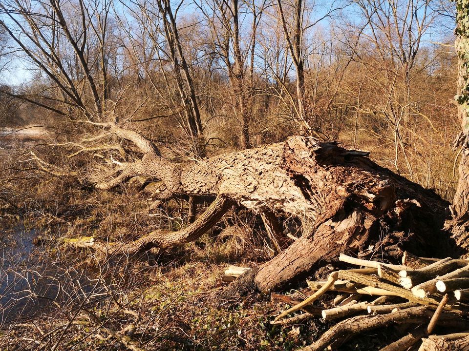 Silberweide Stammholz Weidenstamm Funier Baumstamm in Gera