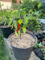 Balkongemüse fix & fertig! Tomaten Paprika Chilli Bayern - Wolfersdorf Vorschau