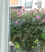 Hibiskus Büsche rosa Nordrhein-Westfalen - Detmold Vorschau