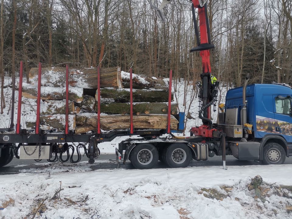 Baumverschnitt - Baumfällung - Baumpflege ✅✅✅ in Mohlsdorf