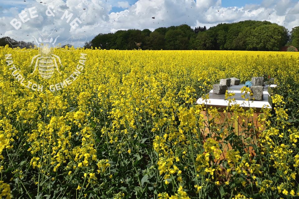 3x 250 Gr Gläser Rapshonig Ernte 2023 aus Niedersachsen in Bassum