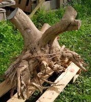 SELTEN Buchsbaum mit Wurzeln ca. 75 Jahre ca. 50 cm Holz Nordrhein-Westfalen - Mettmann Vorschau