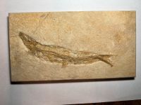 Fossil Fisch Leptolapis Torri A…..Eichstätt Nordrhein-Westfalen - Witten Vorschau