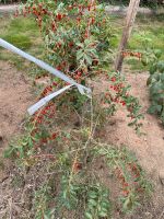 Goji Beere Baden-Württemberg - Eberhardzell Vorschau