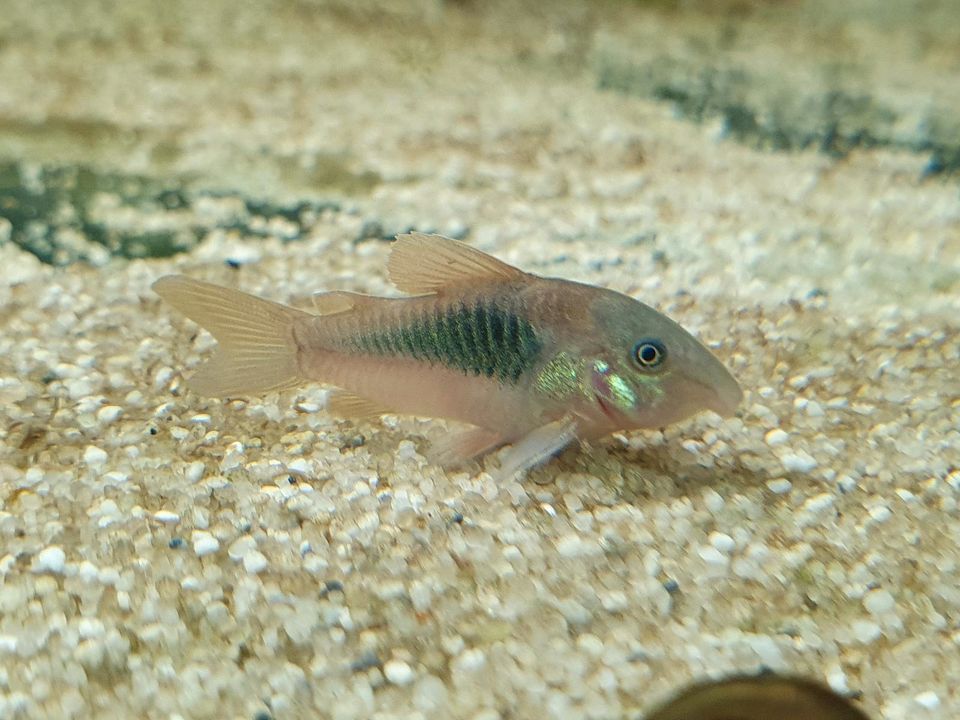 Corydoras aeneus Metall Panzerwels 3cm ab 1,00€ in Lünen