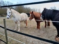 Ponyreiten Hessen - Heuchelheim Vorschau