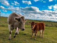 Aubrac-Charolais-Mix/Weiblich/Kalb Sachsen-Anhalt - Jessen (Elster) Vorschau