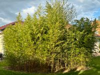 Bambus 3,5m hoch Brandenburg - Rangsdorf Vorschau