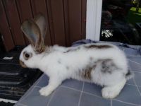 Junges  Kaninchen ,15 Wo. Rammler zu verkaufen Niedersachsen - Selsingen Vorschau