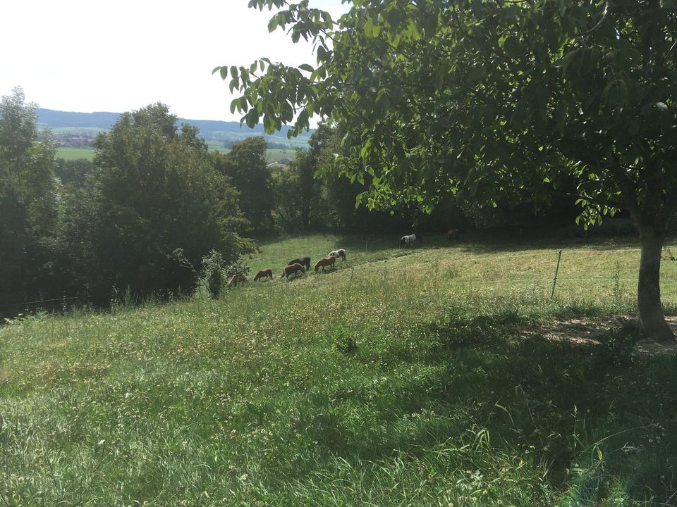 Offenstall frei,  PLatz im Offenstall frei in Dinkelscherben