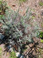 Lavendel zu verschenken Sachsen-Anhalt - Oebisfelde-Weferlingen Vorschau