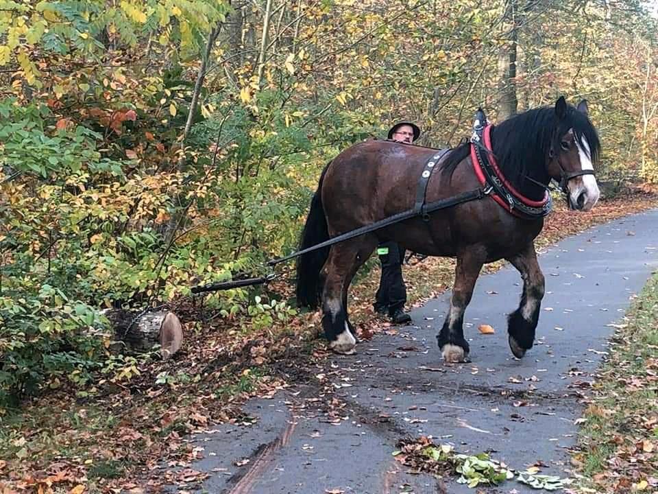 Holzrücker, Holzrücken mit Pferden ,Holzrückung mit Pferd in Spremberg