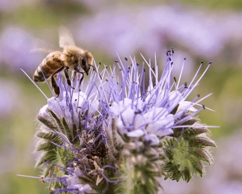 1 kg Bienenweide (Saatgut) in Vlotho