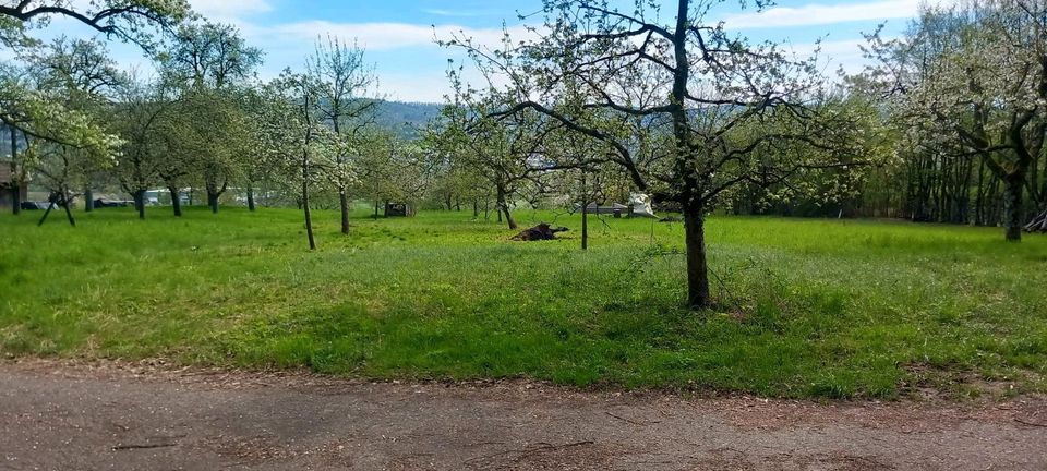 Baumwiese/ Stückle 16 Ar Schorndorf in Weinstadt