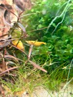 Neocaridina Yellow Fire Zwerggarnele Gelb Niedersachsen - Papenburg Vorschau