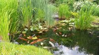 Koi + vers. Goldfische großer Natur-Teichbesatz f.großen Teich Feldmoching-Hasenbergl - Feldmoching Vorschau