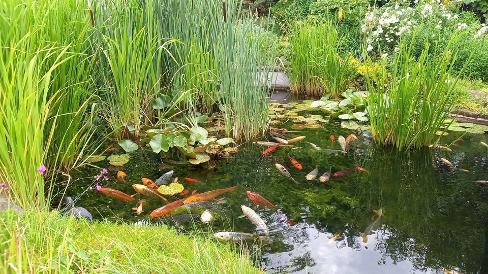 Koi + vers. Goldfische großer Natur-Teichbesatz f.großen Teich in München