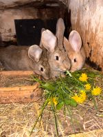 Junge Kaninchen dringend abzugeben Sachsen - Reichenbach (Oberlausitz) Vorschau