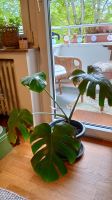 Monstera Pflanze Innenstadt - Köln Altstadt Vorschau