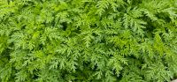 Artemisia Annua einjähriger Beifuß Baden-Württemberg - Waiblingen Vorschau