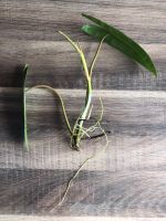 Philodendron billietiae Ableger bewurzelt Sachsen - Annaberg-Buchholz Vorschau