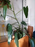 Kopfsteckling Vintage Philodendron, no Monstera Bayern - Augsburg Vorschau