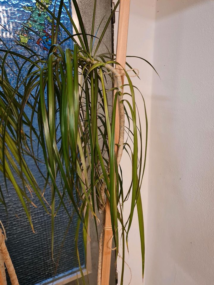 Yucca Palme/ Zimmerpflanze in Bayern Freihung eBay Kleinanzeigen