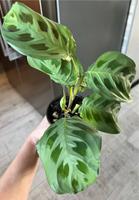 Maranta leuconeura kerchoveana kleinere Nordrhein-Westfalen - Eschweiler Vorschau