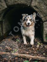 Tier - Fotoshooting Hund | Tierfotografie Hannover - Kirchrode-Bemerode-Wülferode Vorschau