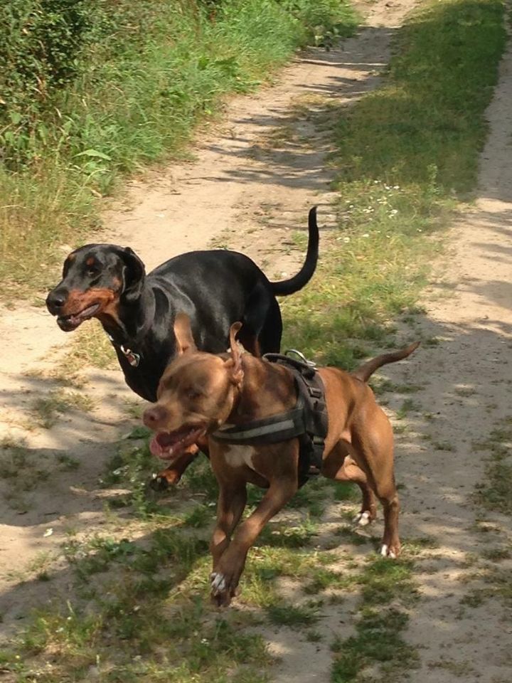 Gassiservice zert&gepr. / Hundeausführer / Dogwalker / Gassigeher in Henstedt-Ulzburg