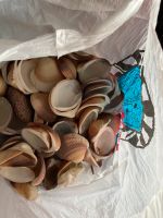 Muscheln für Aquarien, Dekorationen oder Bastelarbeiten Baden-Württemberg - Neckargemünd Vorschau