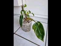 Heute 15€ - 1x Philodendron White Princess Halfmoon Pflanze München - Bogenhausen Vorschau