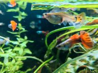 Guppy Platinum Red, Hochzucht Guppy Bayern - Erlangen Vorschau