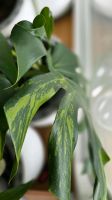 Monstera Deliciosa GOG large form green on green variegata Hessen - Lampertheim Vorschau