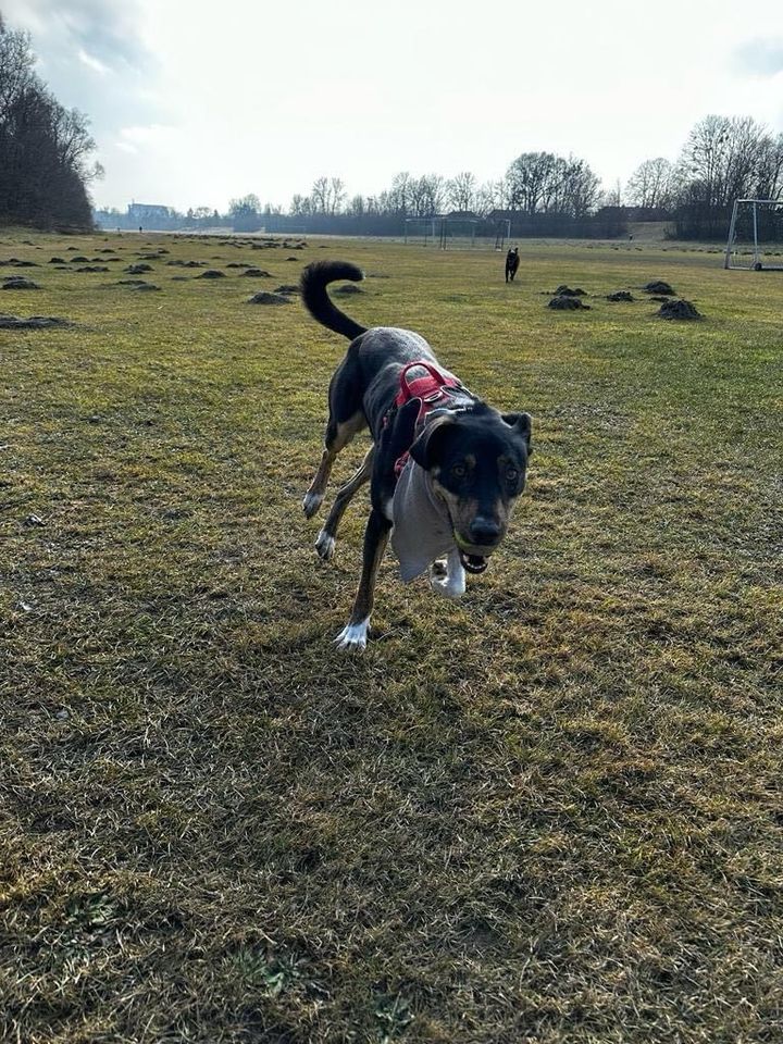 Molly sucht ihr Glück in Kolbermoor