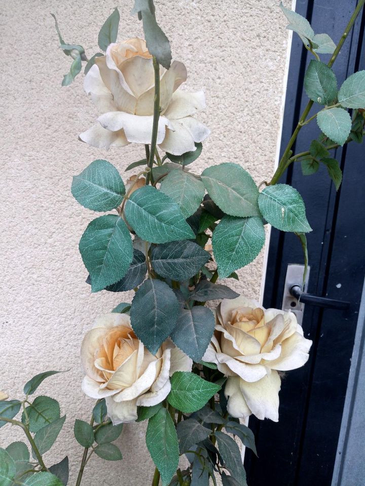 Rose - Rosenstock - Kunstblume in Alfdorf