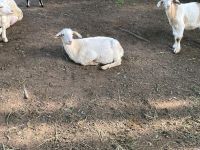 Milchziegen bock Saarland - Nohfelden Vorschau