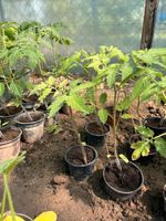 Bio Tomaten Pflanzen ertragreich Rheinland-Pfalz - Landau in der Pfalz Vorschau