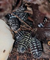 Armadillidium maculatum “Zebrarollassel” Hessen - Wächtersbach Vorschau