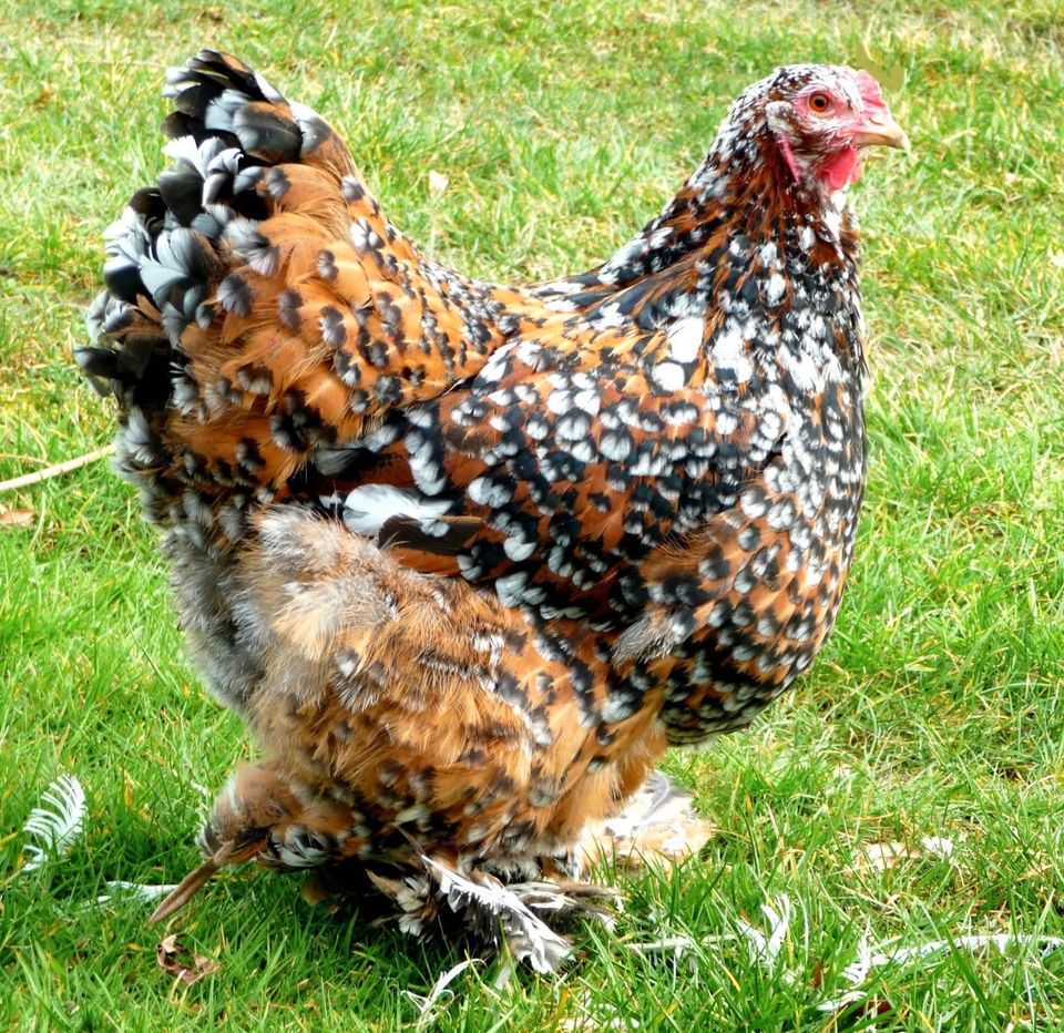 Küken Araucana, Sundheimer, Blauleger, Marans in Ettenheim