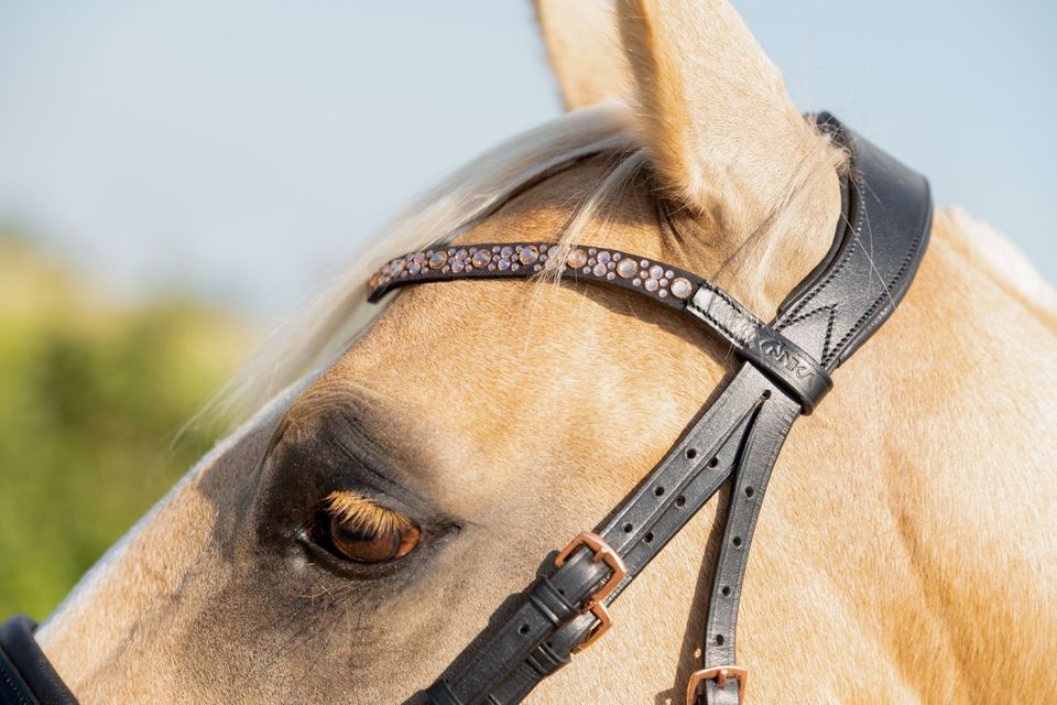 ROSé Goldene TRENSEN pony, vb/cob, wb/full €64,95 in Rehburg-Loccum